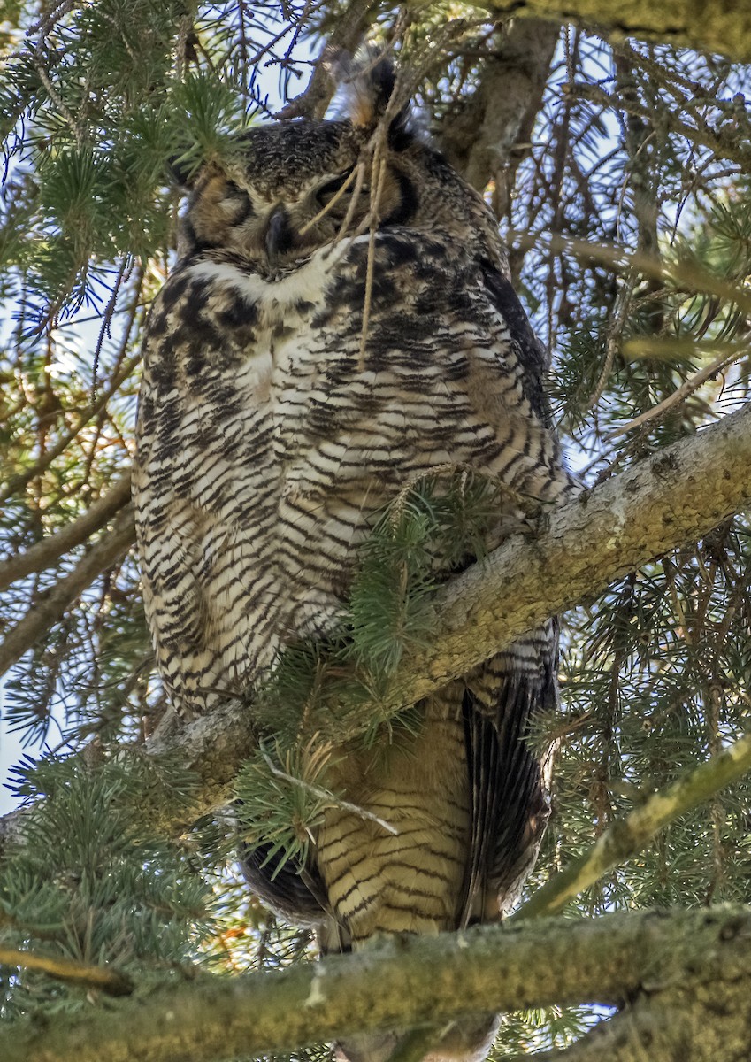 Great Horned Owl - ML617851511