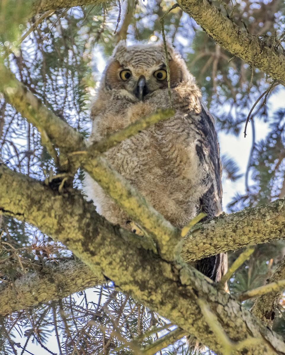 Great Horned Owl - ML617851512