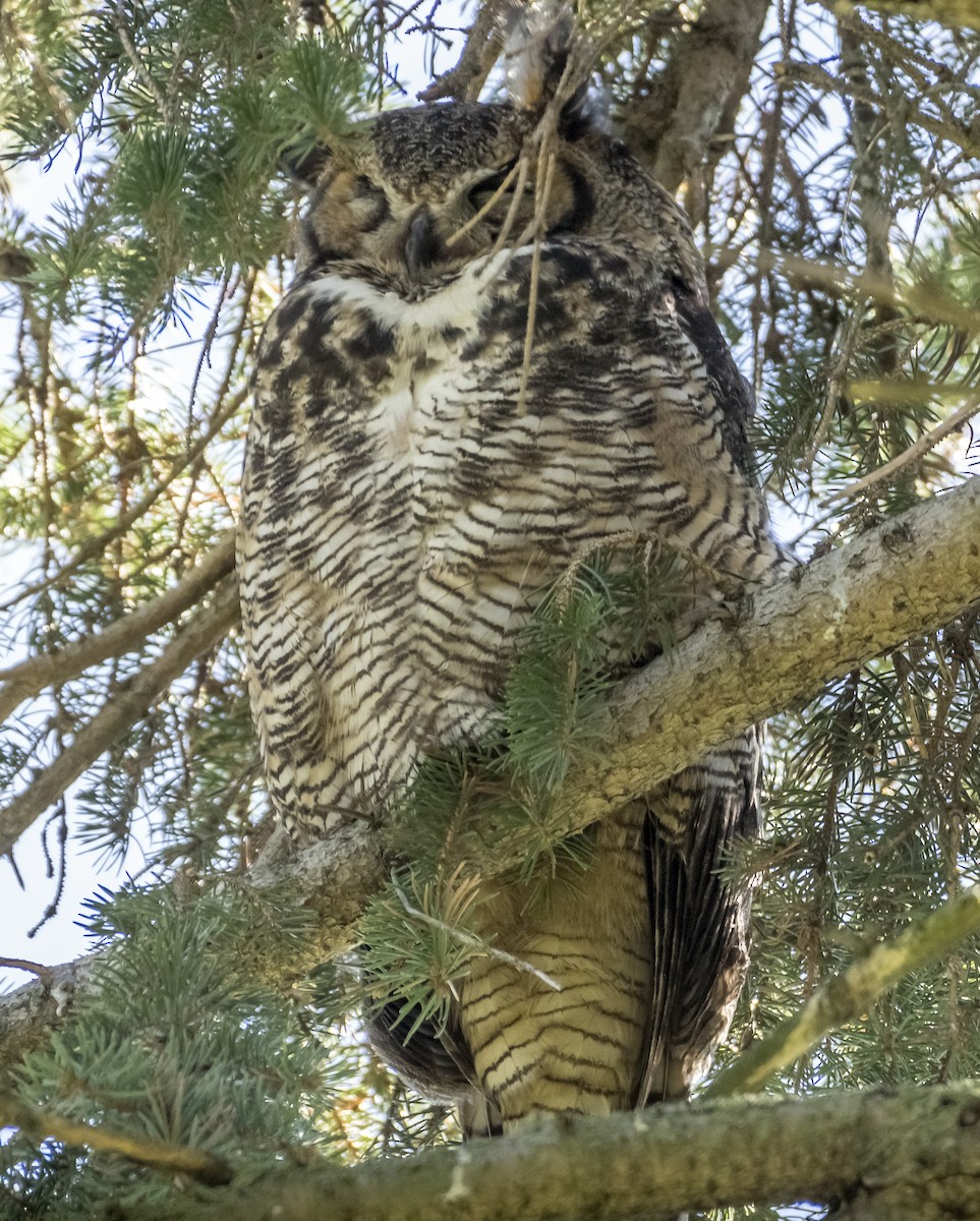 Great Horned Owl - ML617851513
