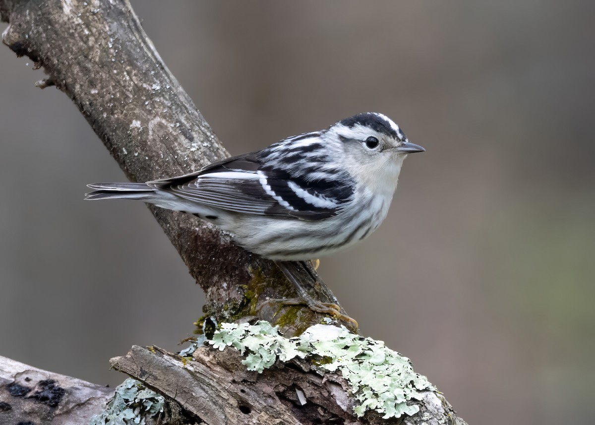 Black-and-white Warbler - ML617851519