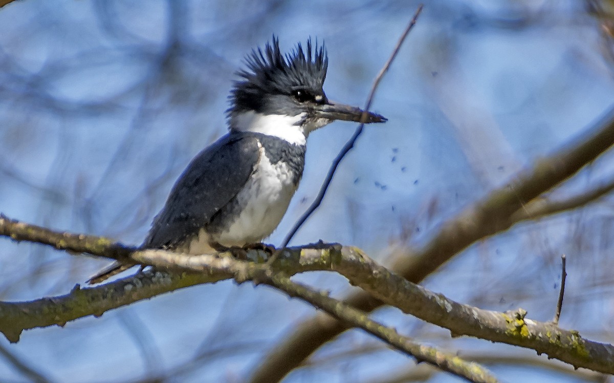 Belted Kingfisher - ML617851523