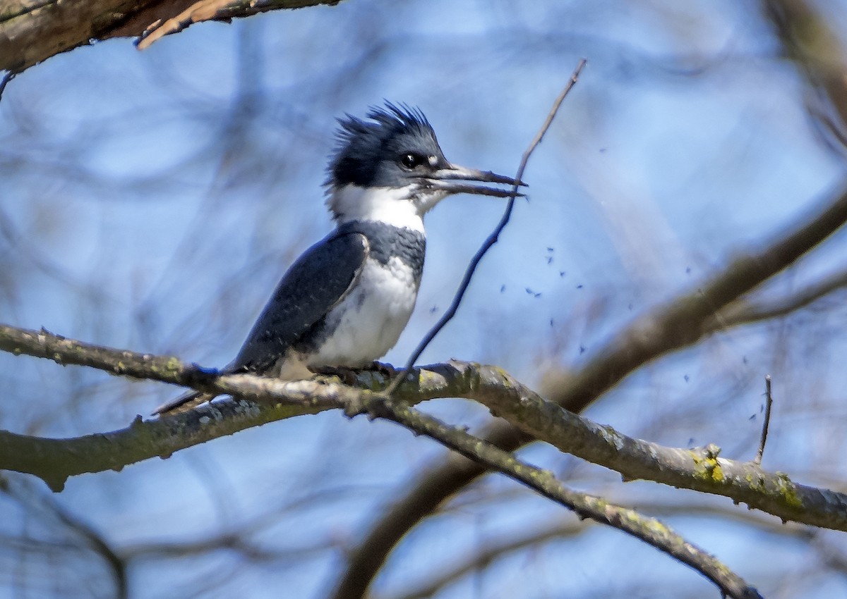 Belted Kingfisher - ML617851524