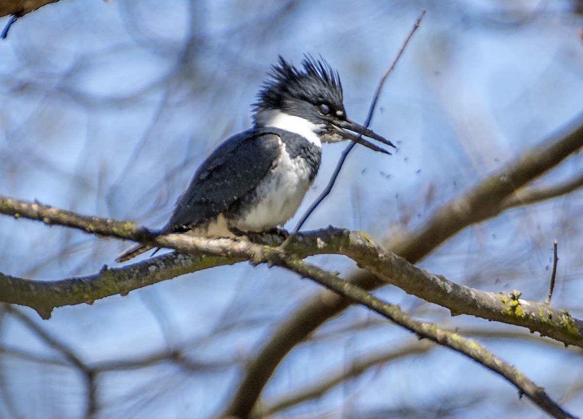 Belted Kingfisher - ML617851525