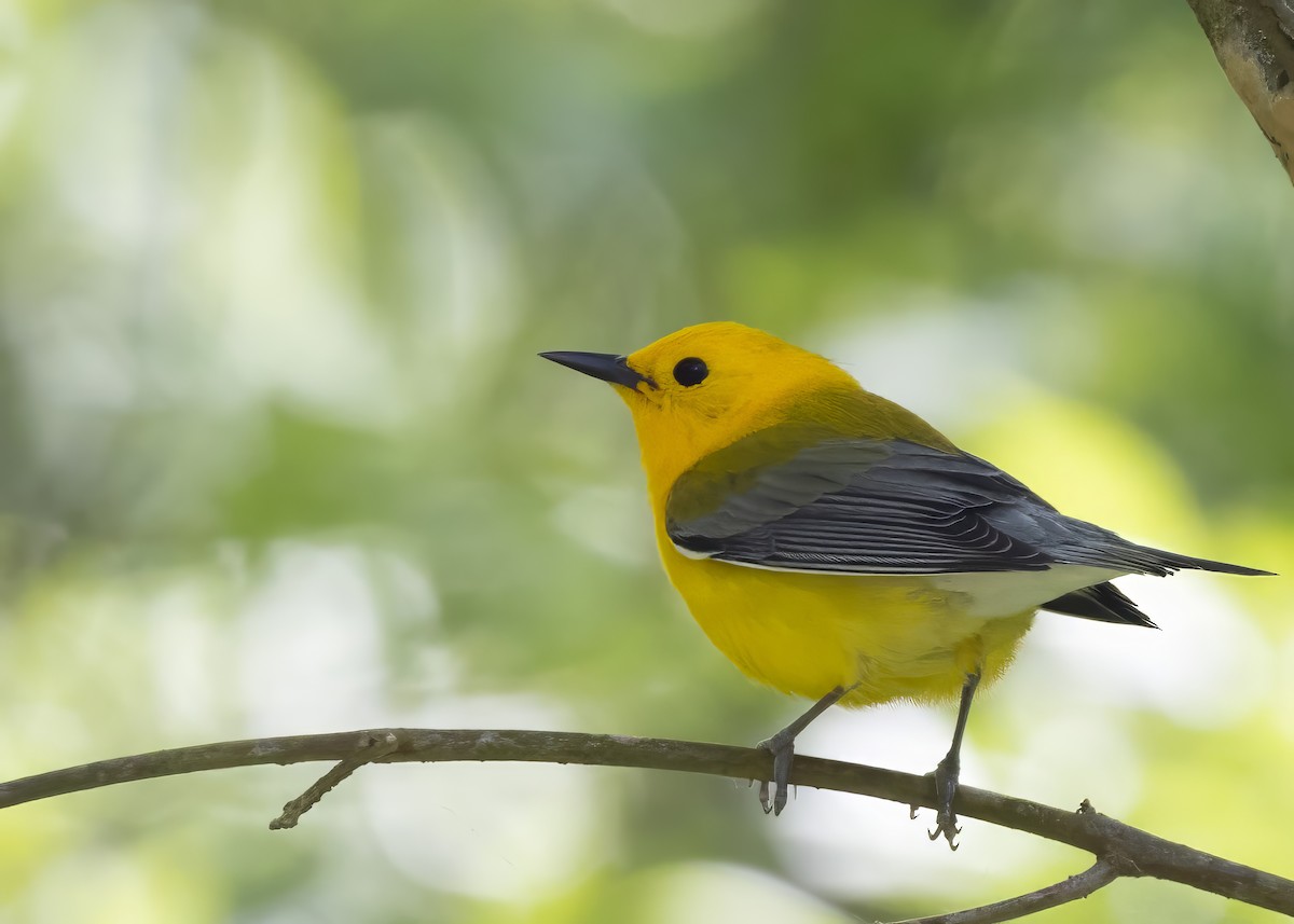 Prothonotary Warbler - ML617851553