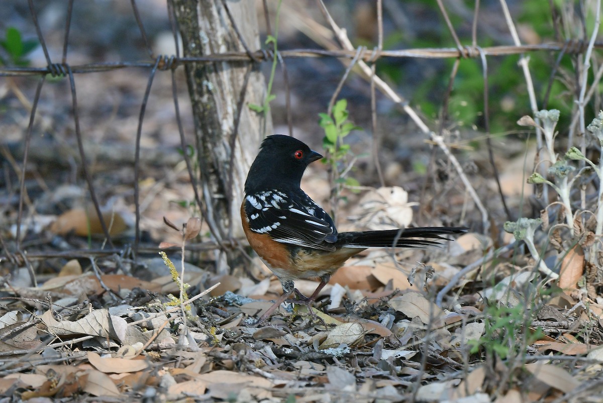 Spotted Towhee - ML617851595