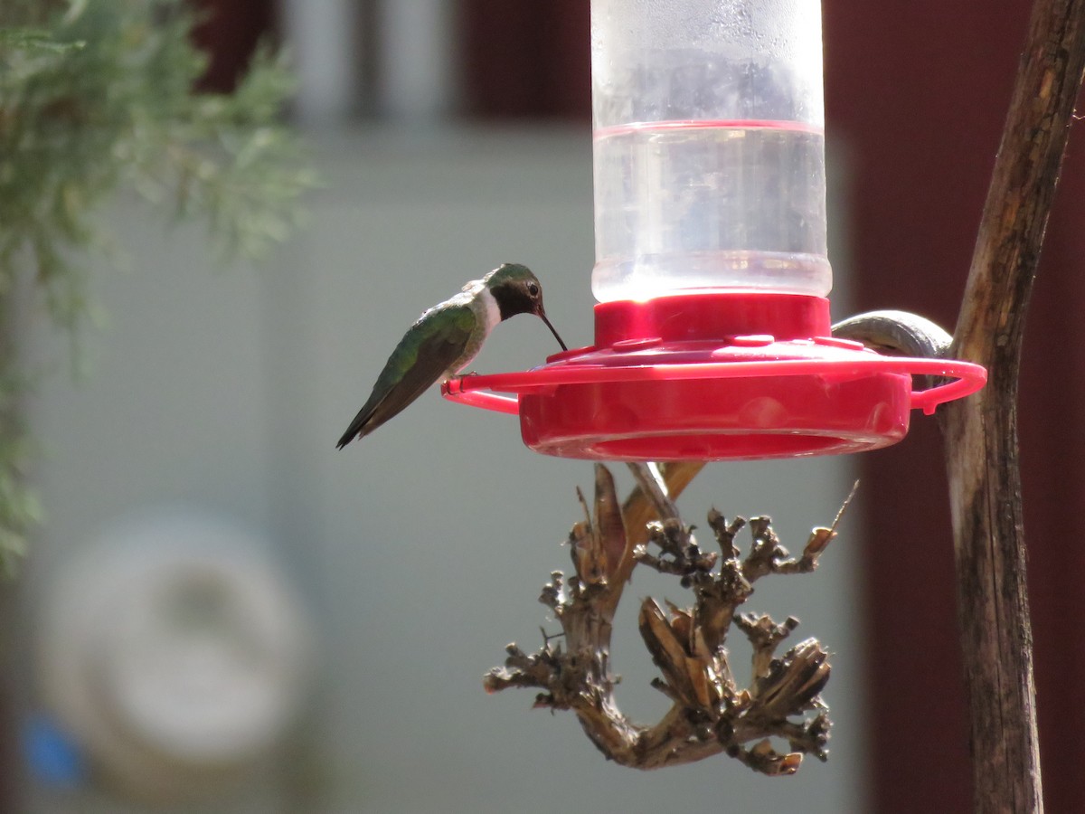 Broad-tailed Hummingbird - ML617851637