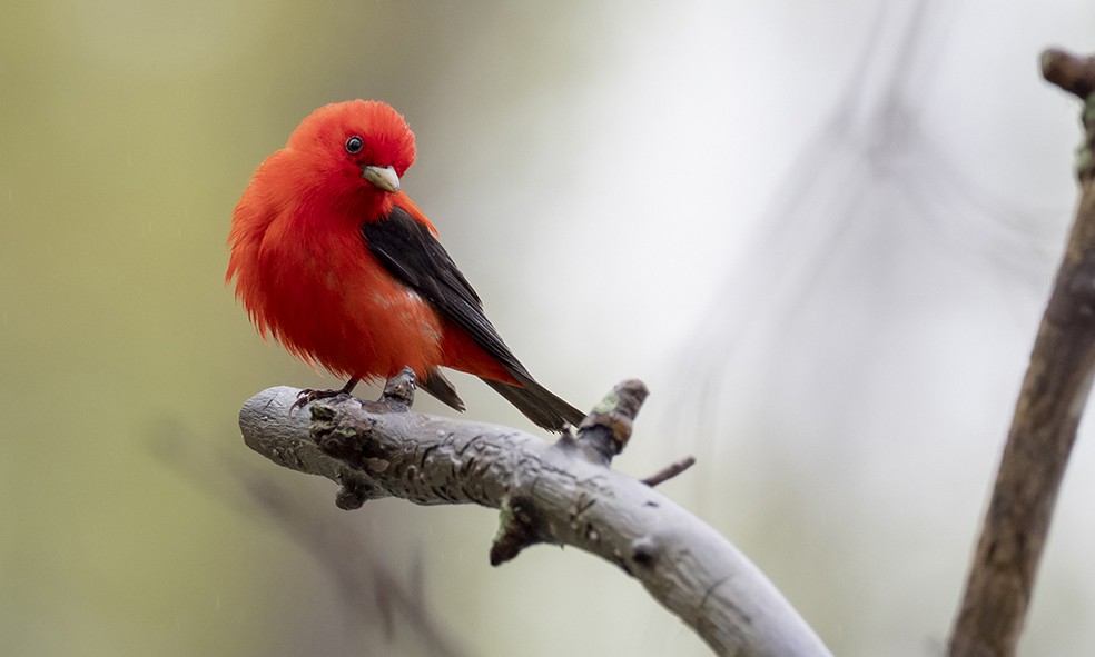 Scarlet Tanager - ML617851667