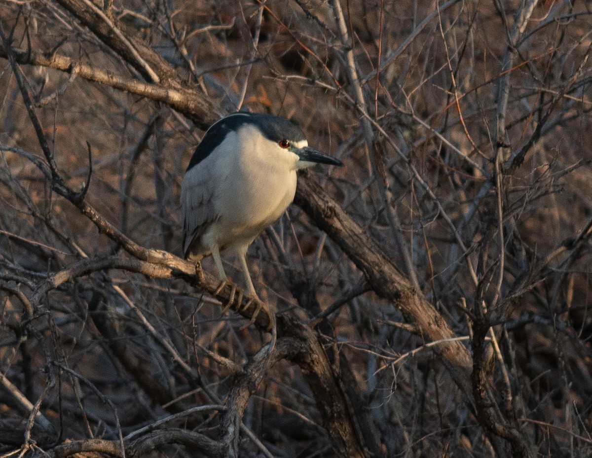Black-crowned Night Heron - Ethan Cleveland