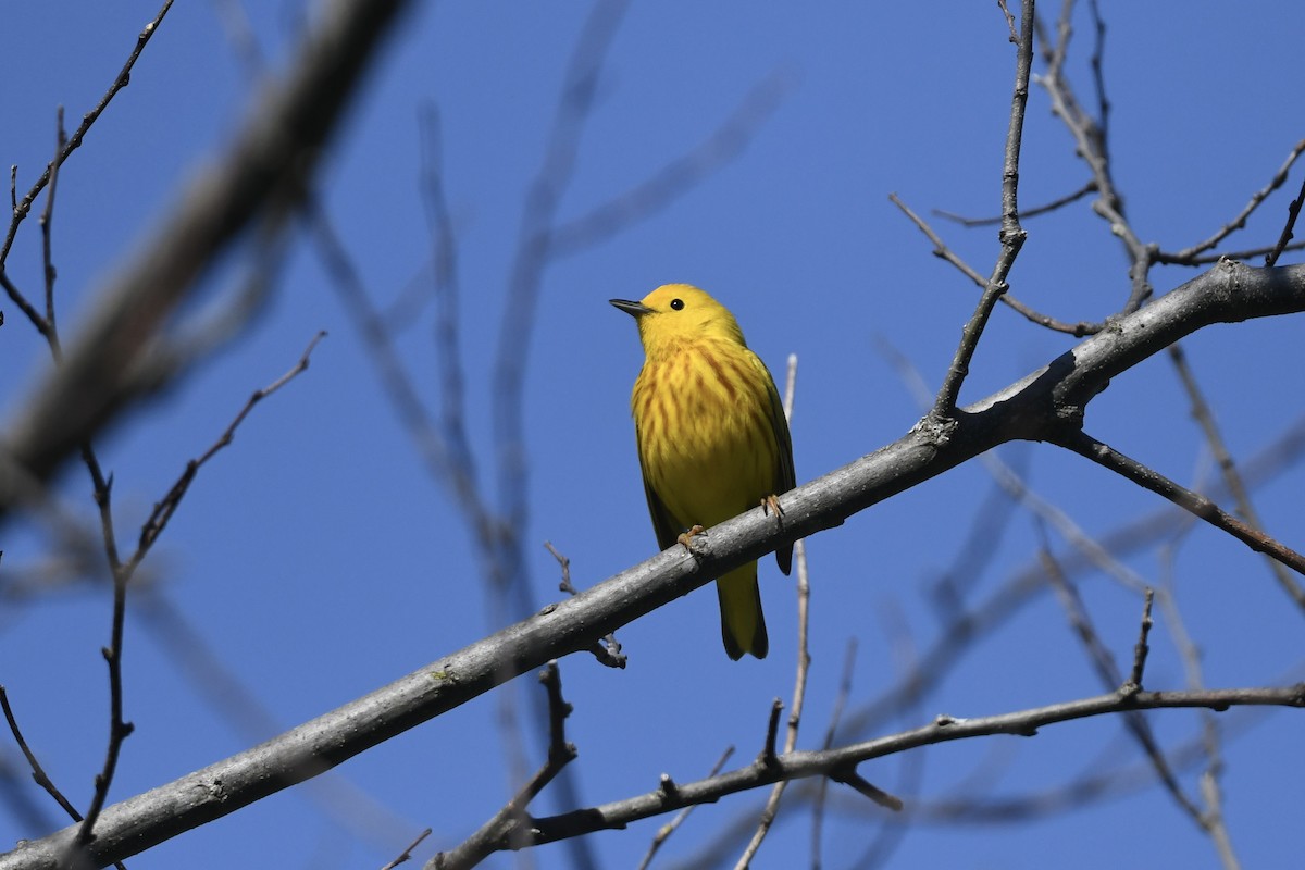 Yellow Warbler (Northern) - ML617851743