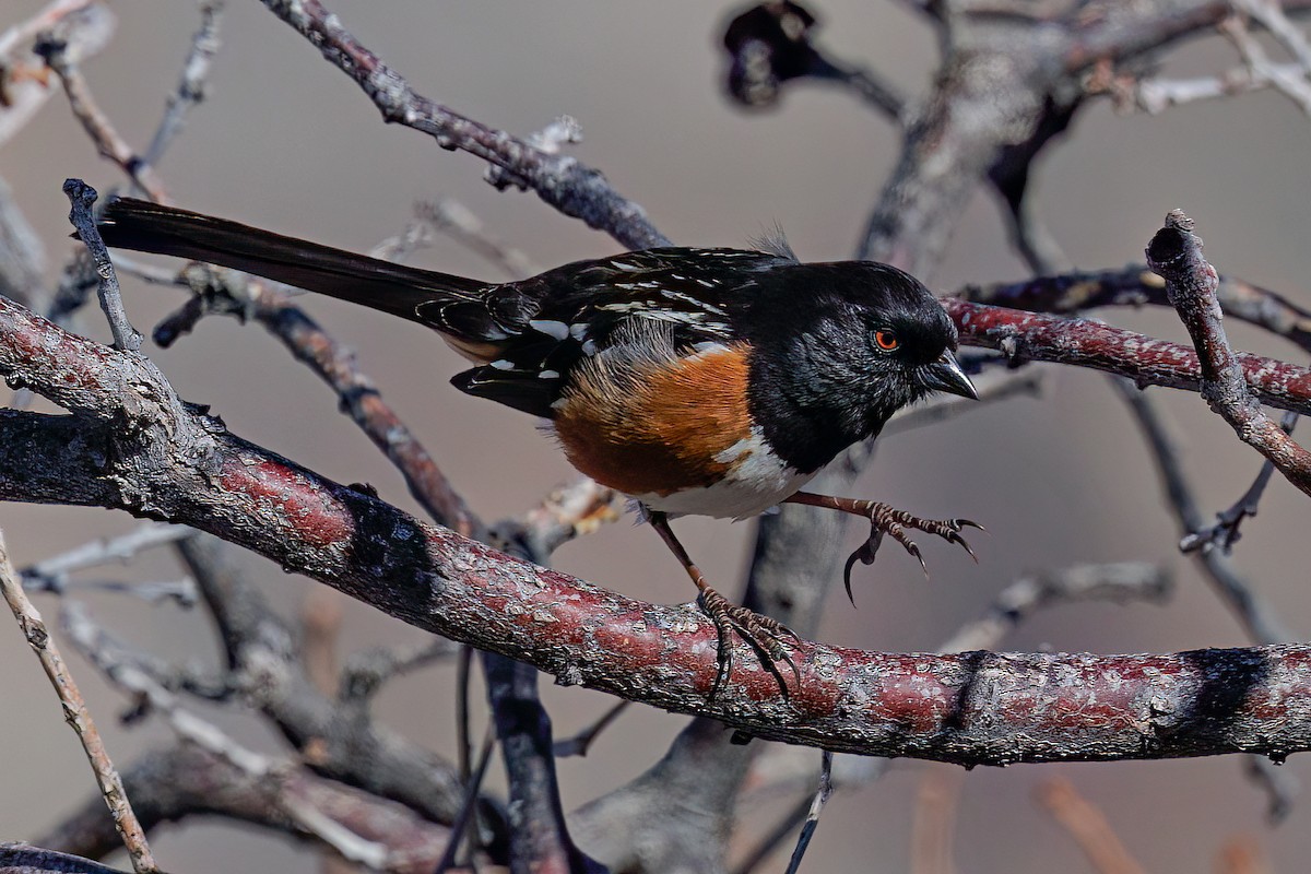 Spotted Towhee - ML617851800