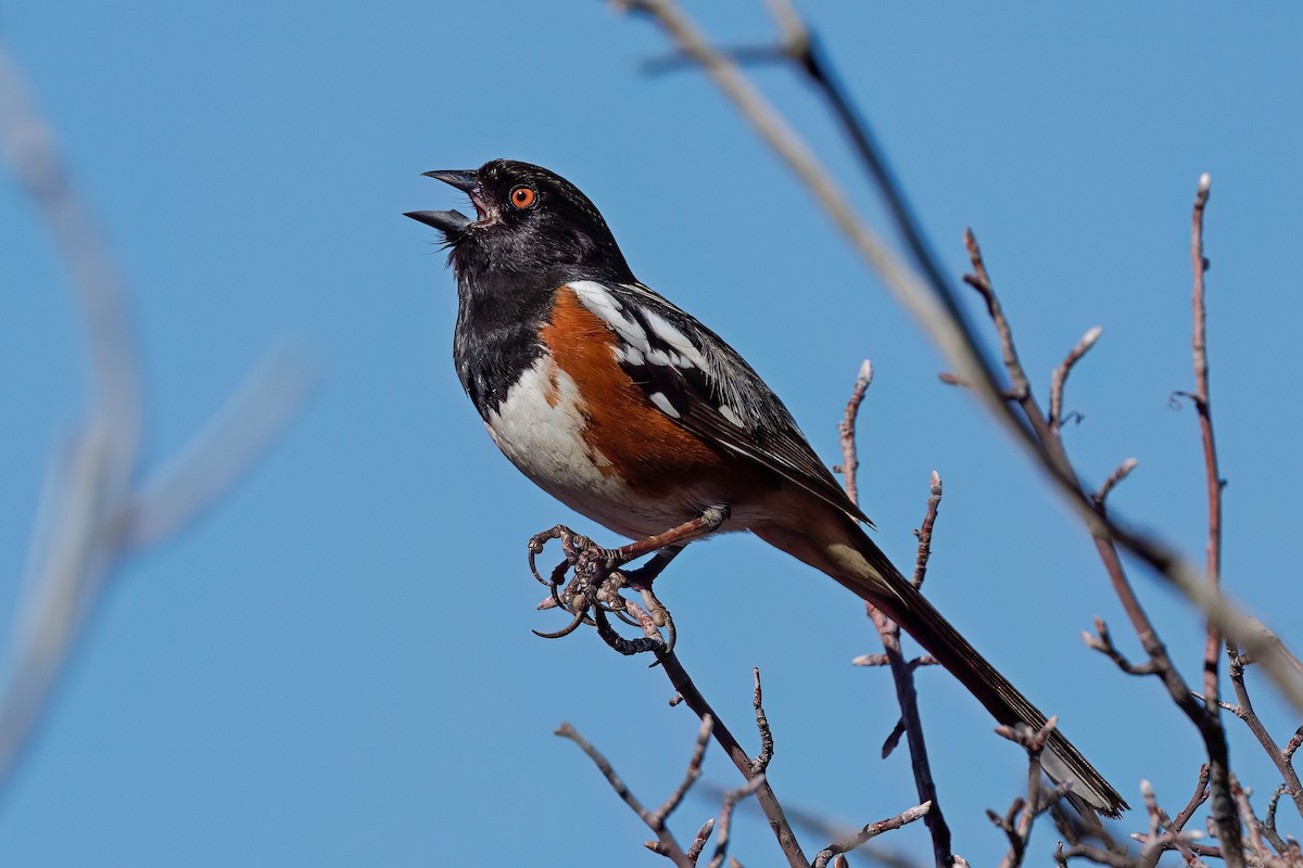 Spotted Towhee - ML617851802