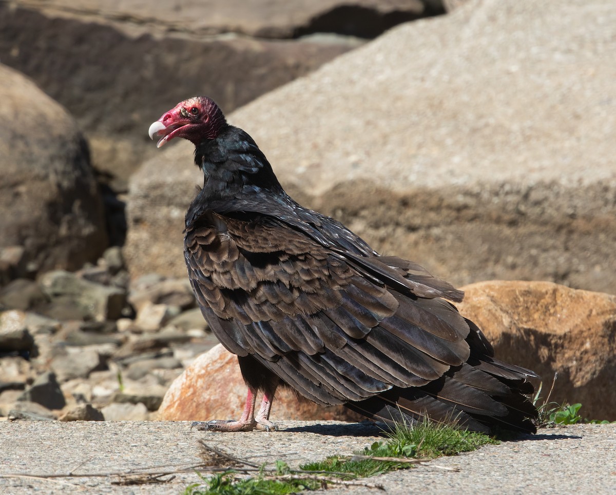 Turkey Vulture - ML617851841