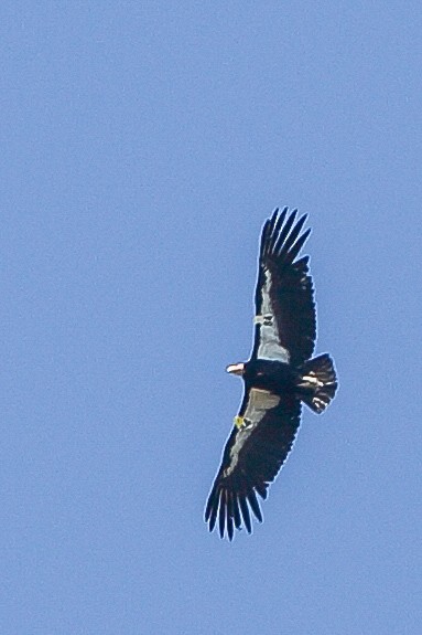 California Condor - ML617851842