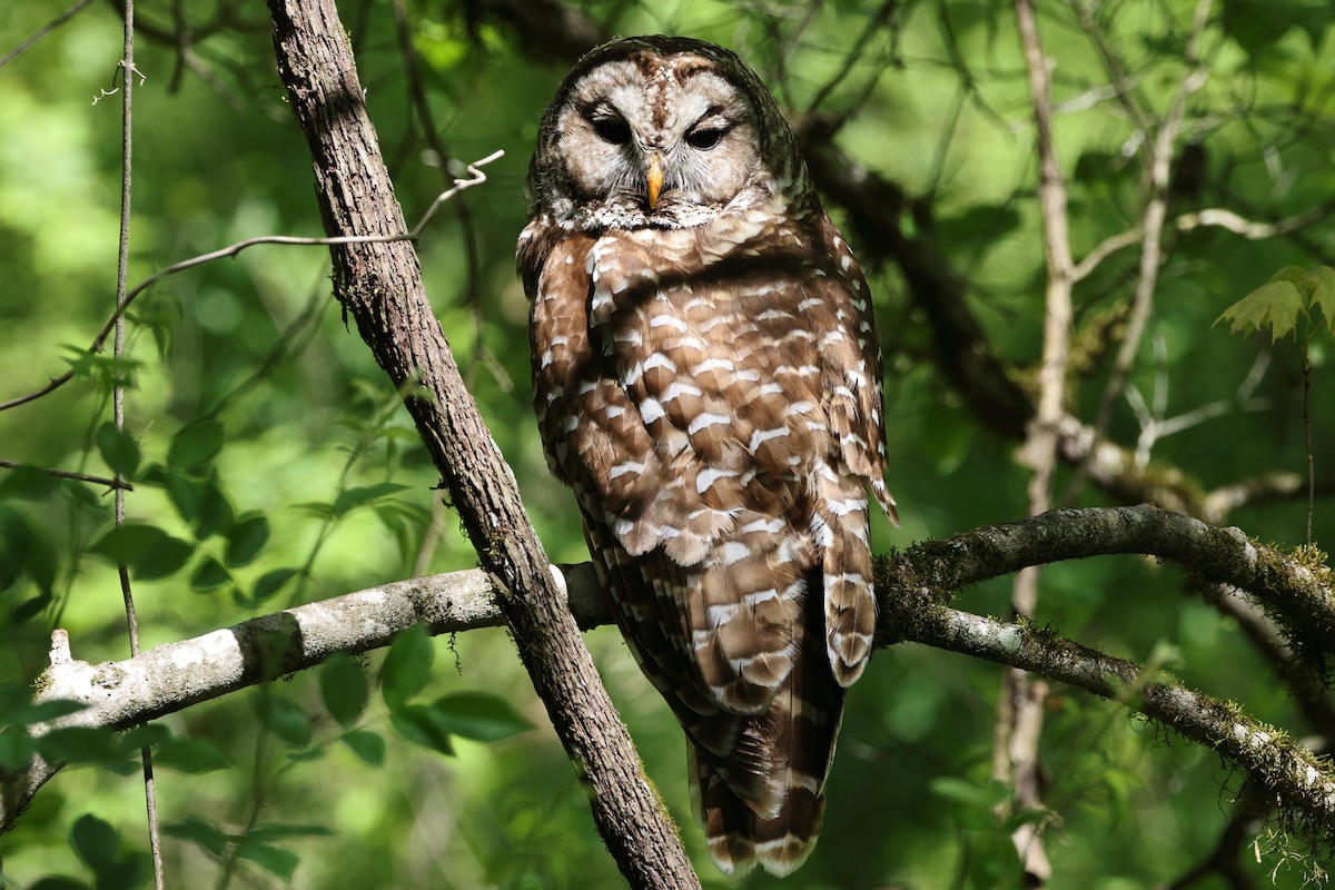 Barred Owl - ML617851870