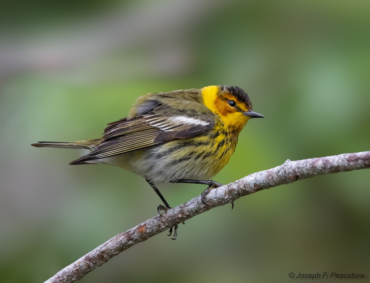 Cape May Warbler - ML617851874