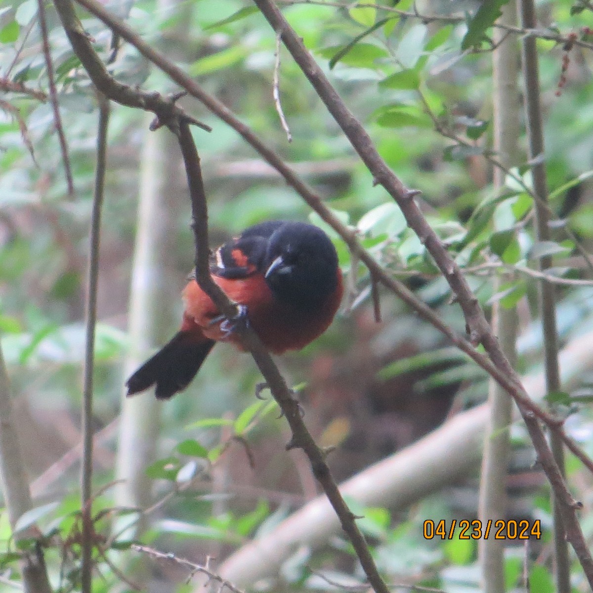Orchard Oriole - ML617851908