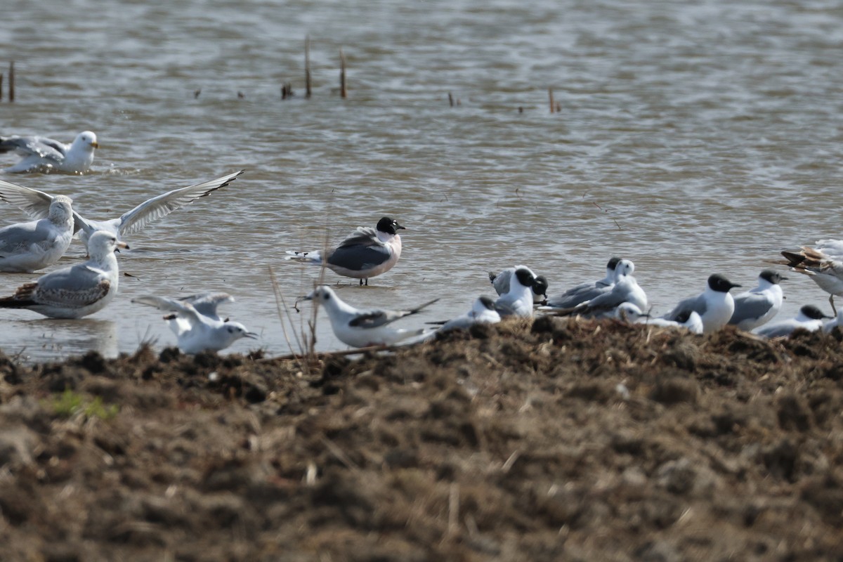 Franklin's Gull - Colette and Kris Jungbluth