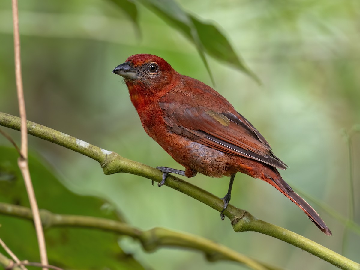 Hepatic Tanager - ML617851944