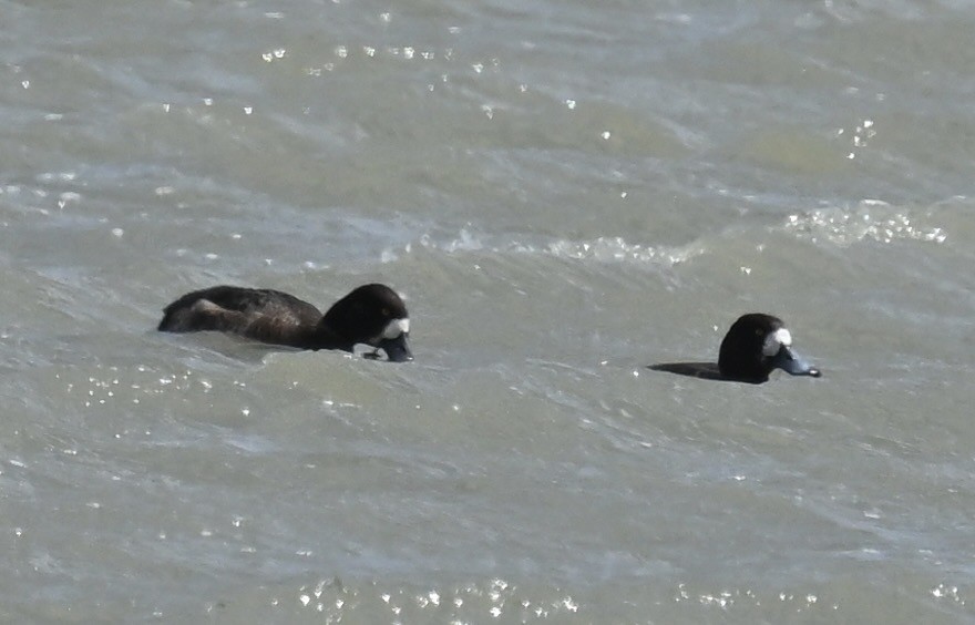 Greater Scaup - ML617851959