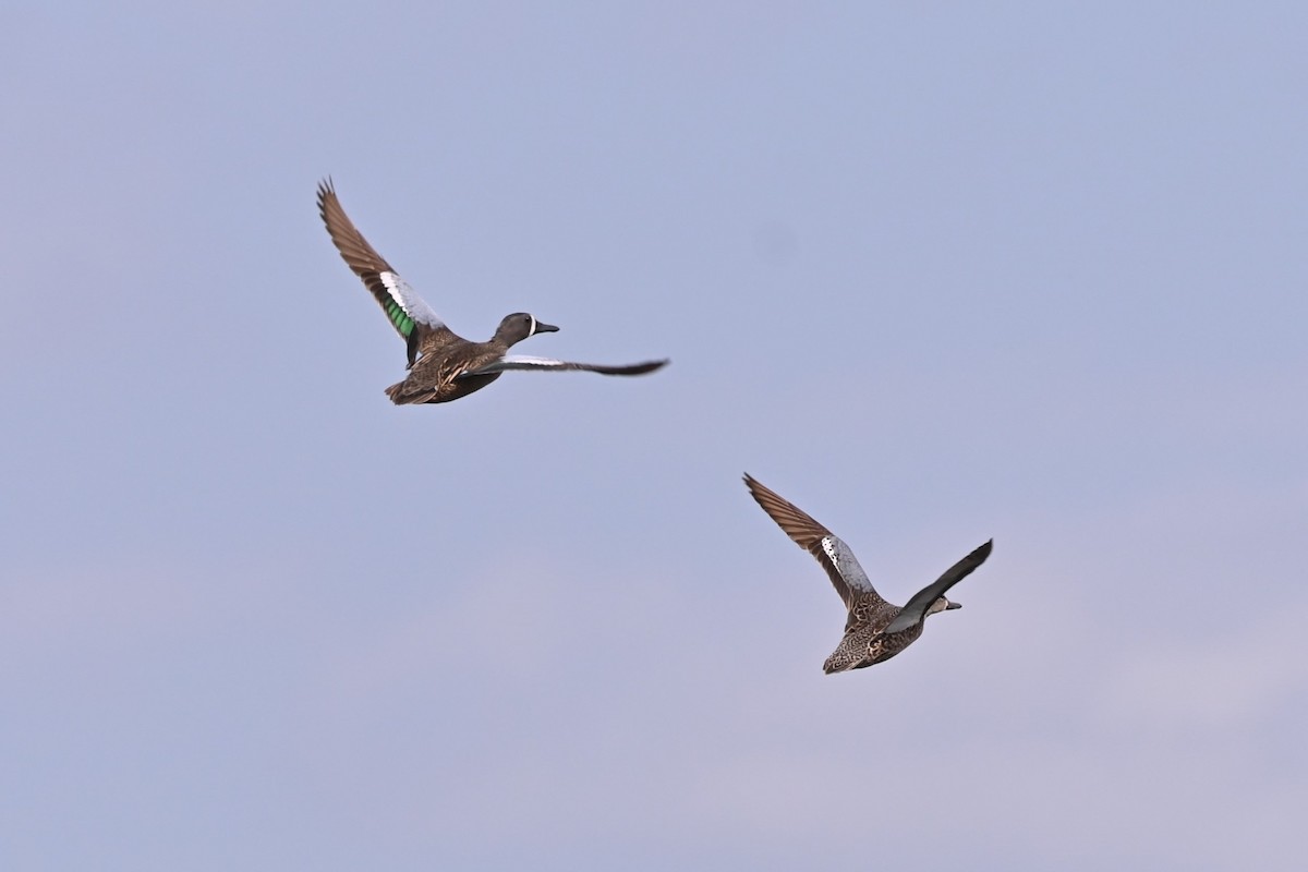 Blue-winged Teal - ML617852014