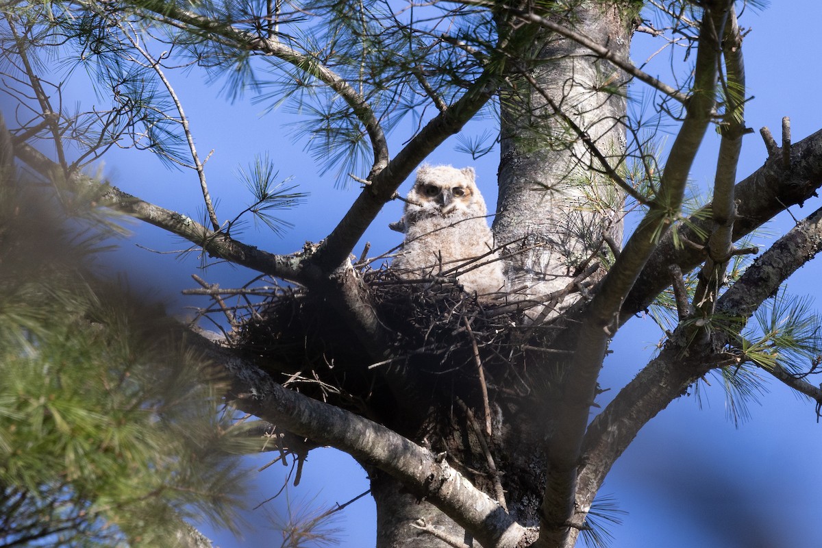 Great Horned Owl - ML617852017