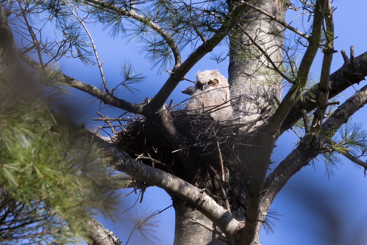 Great Horned Owl - ML617852018