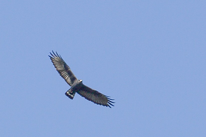 Zone-tailed Hawk - ML617852047