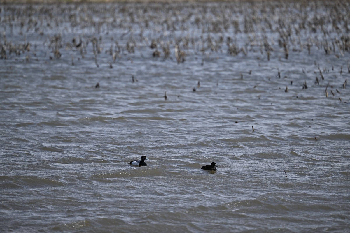 Greater Scaup - ML617852058