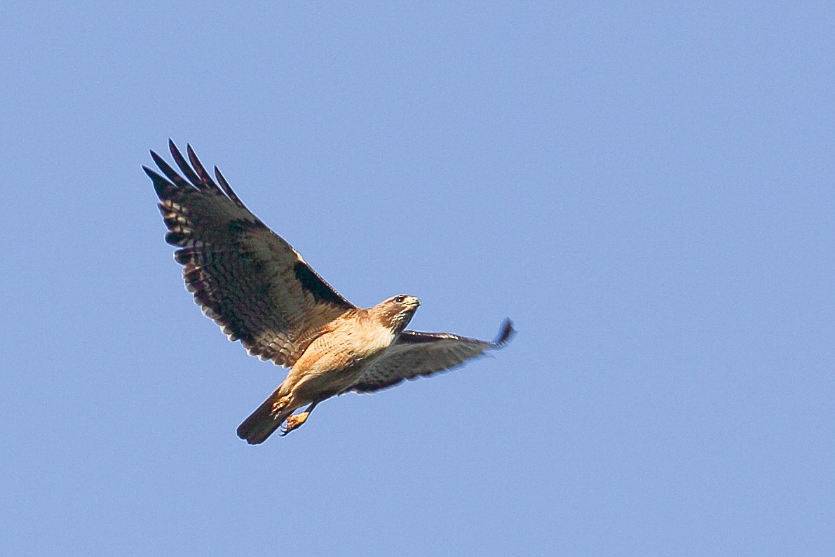 Red-tailed Hawk - ML617852068