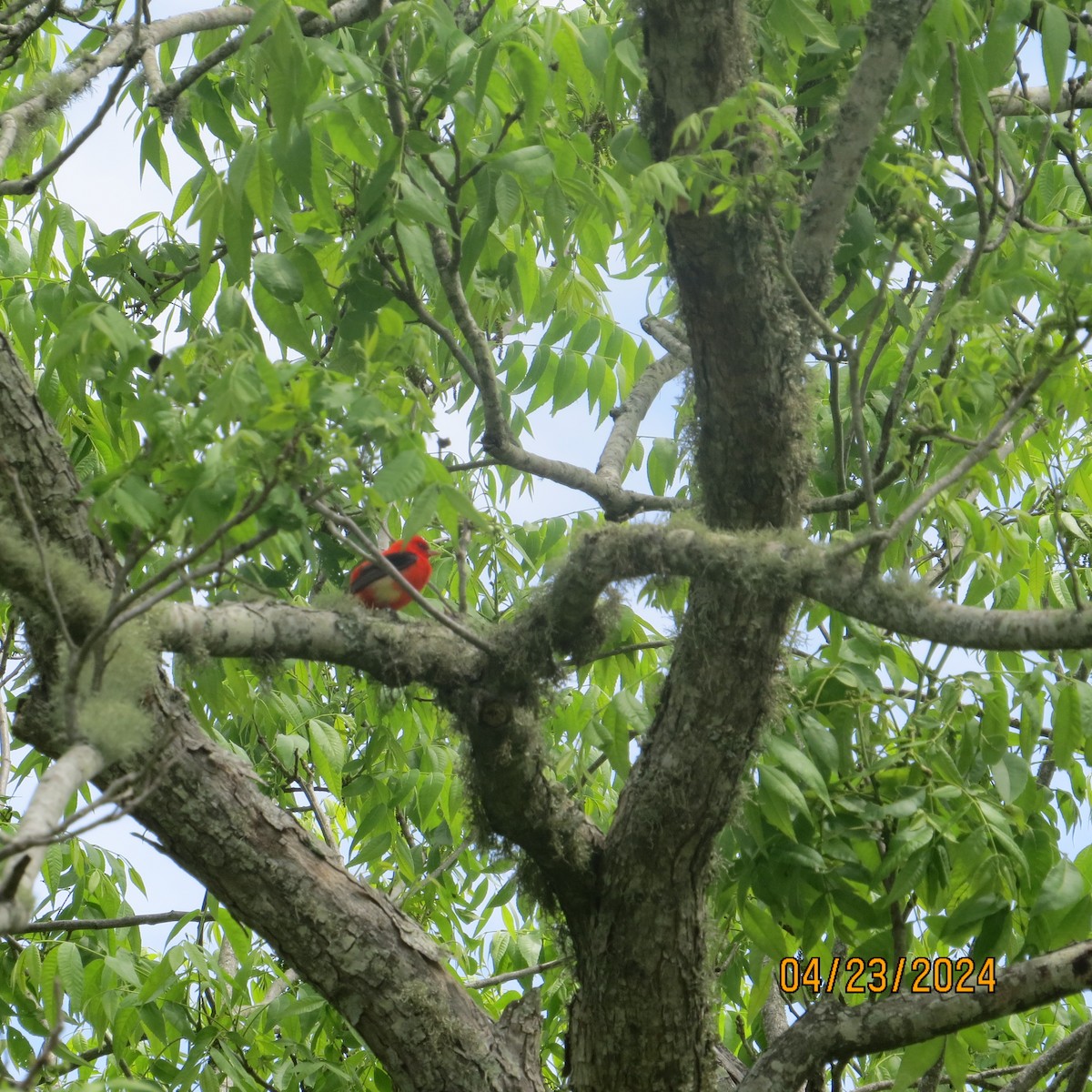 Scarlet Tanager - ML617852078
