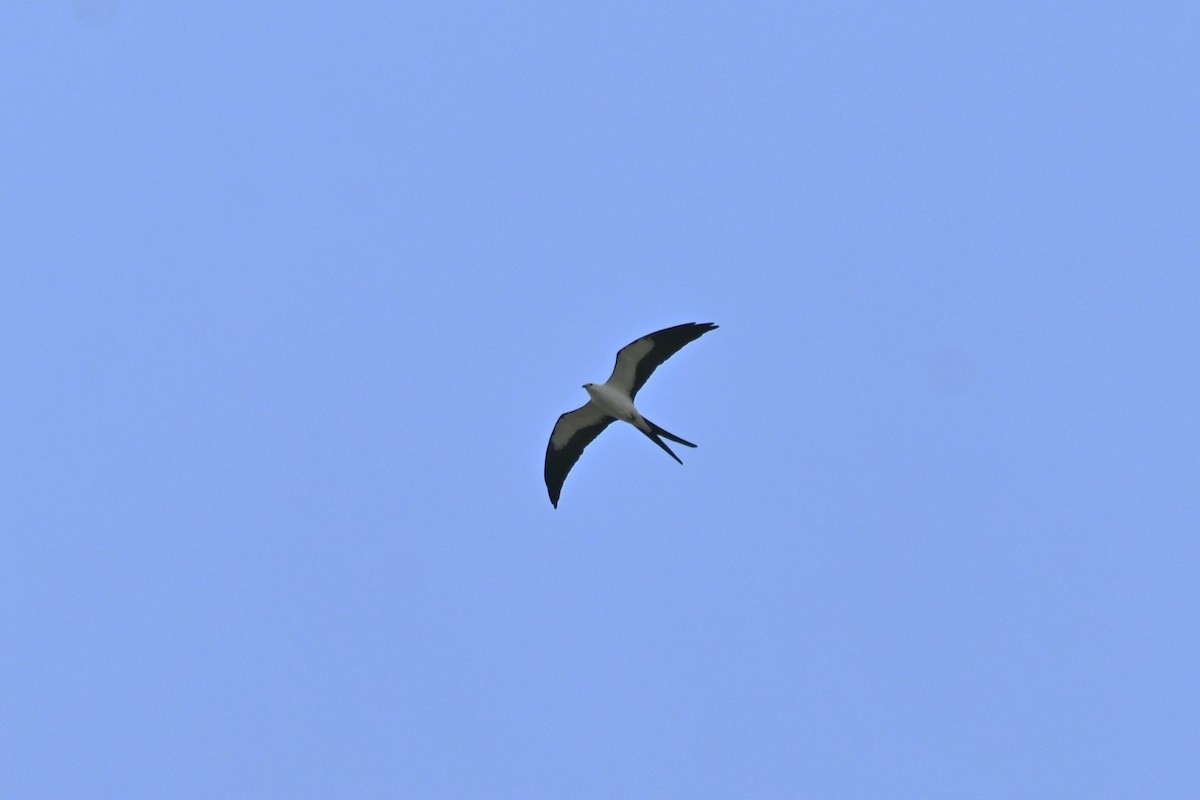 Swallow-tailed Kite - Brad Rogers