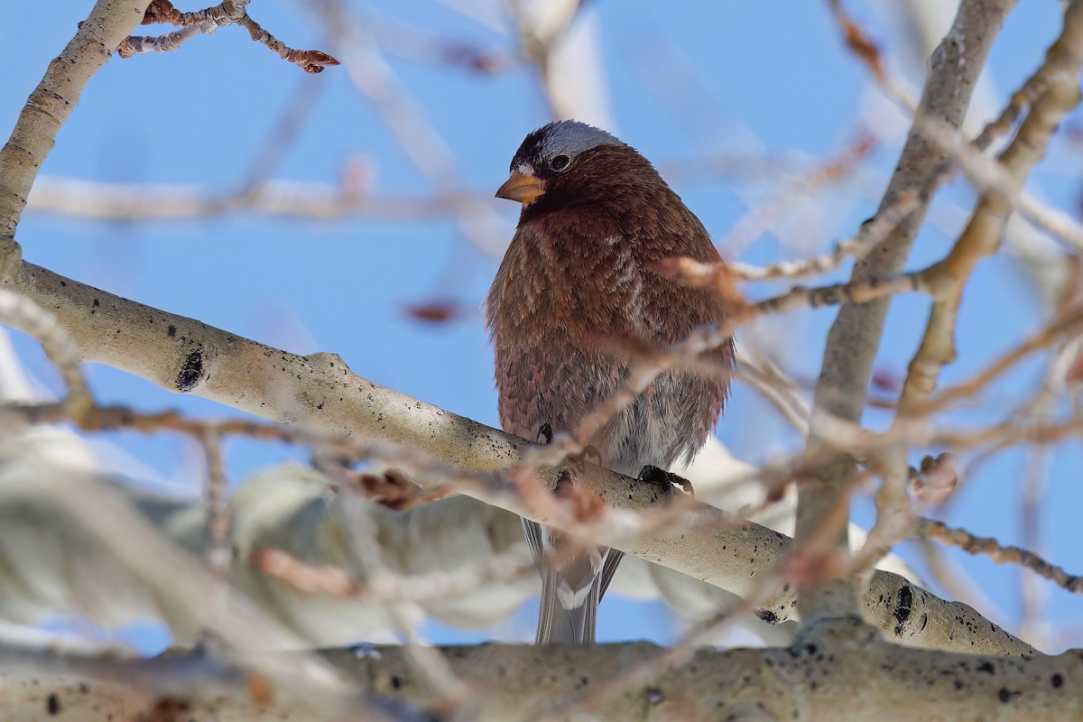 Black Rosy-Finch - Laval Roy