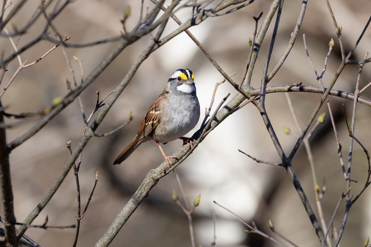 White-throated Sparrow - ML617852262