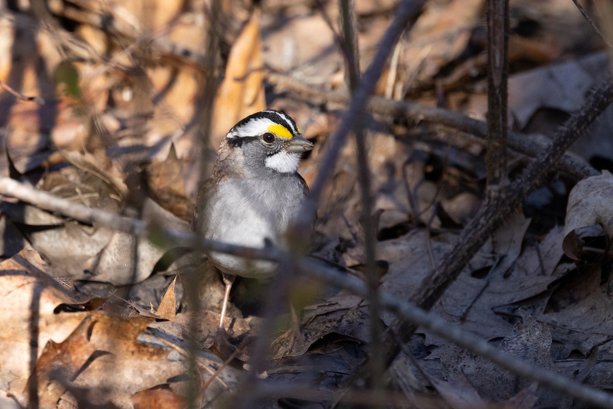 White-throated Sparrow - ML617852263
