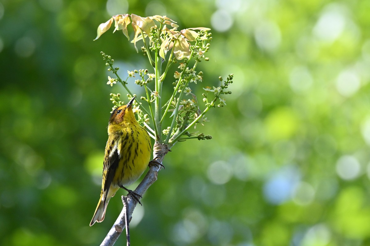 Cape May Warbler - ML617852285
