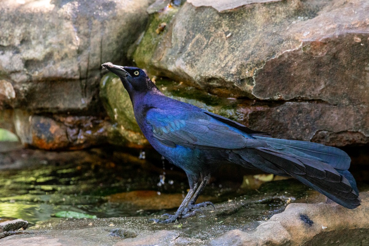 Great-tailed Grackle - ML617852329