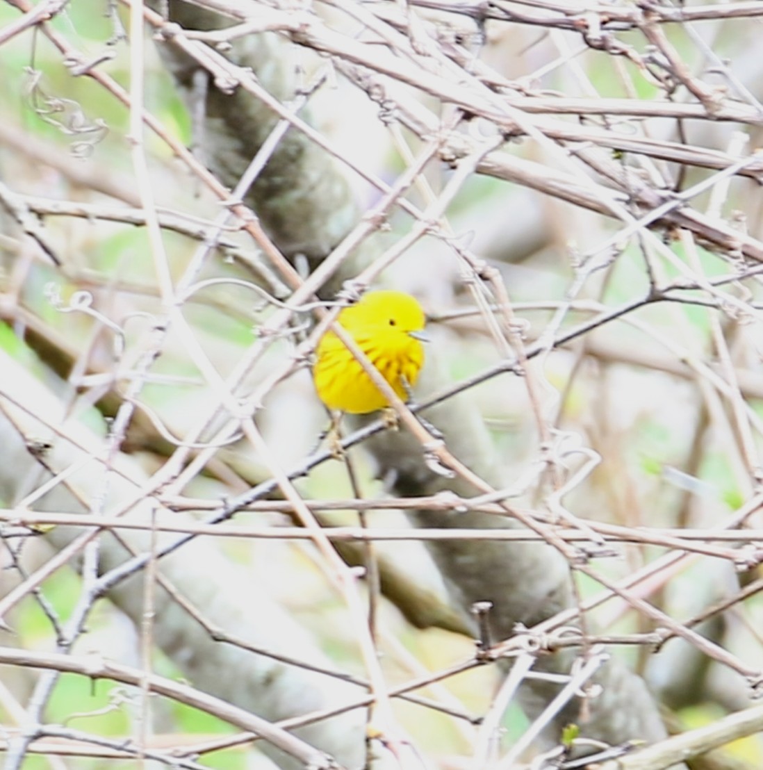 Yellow Warbler - ML617852352