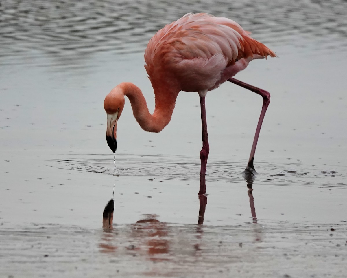 American Flamingo - ML617852368