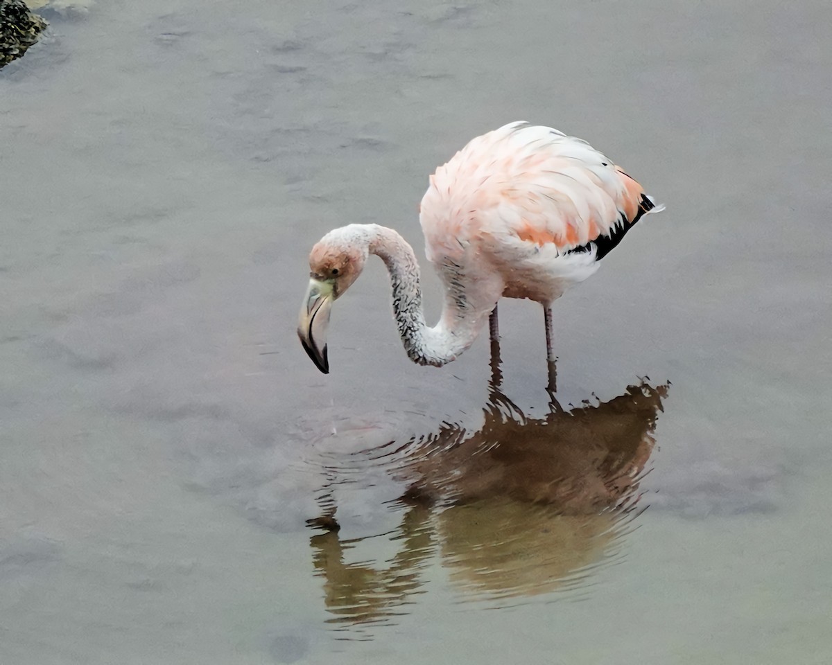 American Flamingo - ML617852392