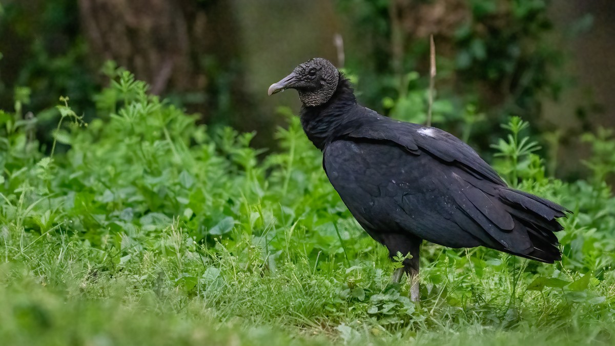 Black Vulture - Tom Hudson