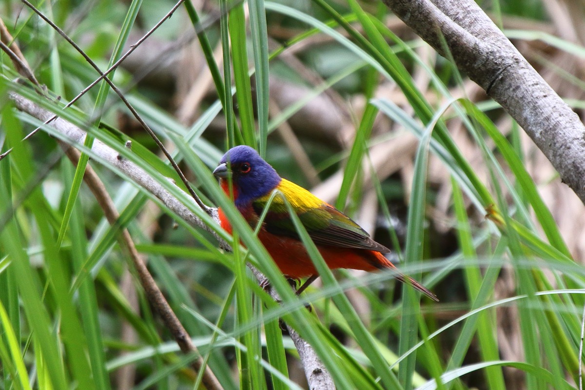 Painted Bunting - ML617852403
