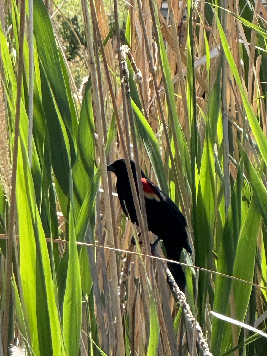Red-winged Blackbird - ML617852408