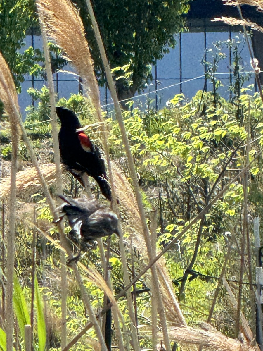 Red-winged Blackbird - ML617852409
