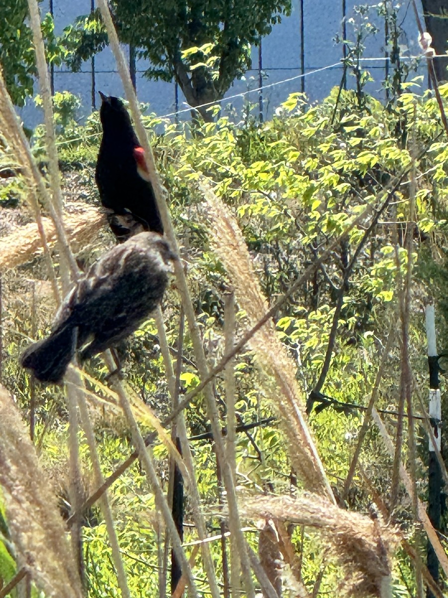 Red-winged Blackbird - ML617852410