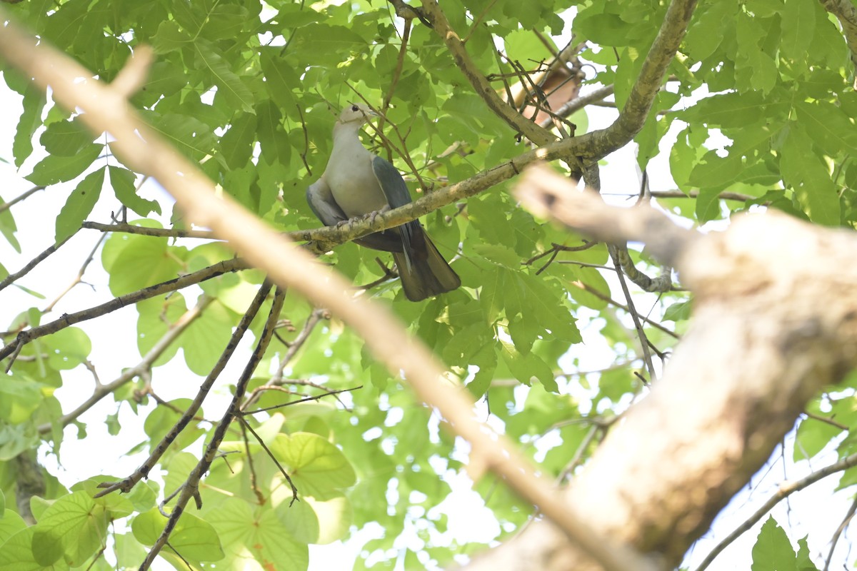 Green Imperial-Pigeon - Mahender Alpula