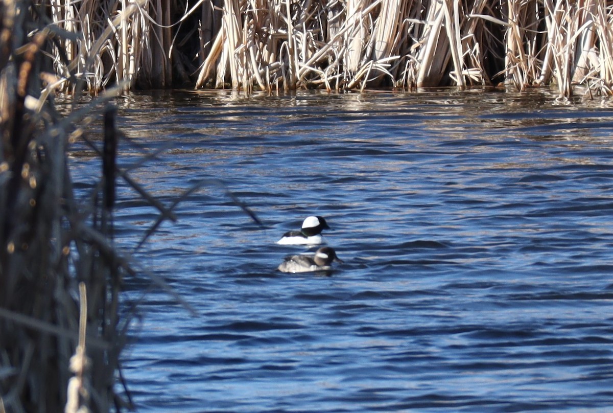 Bufflehead - Stacey Bissell