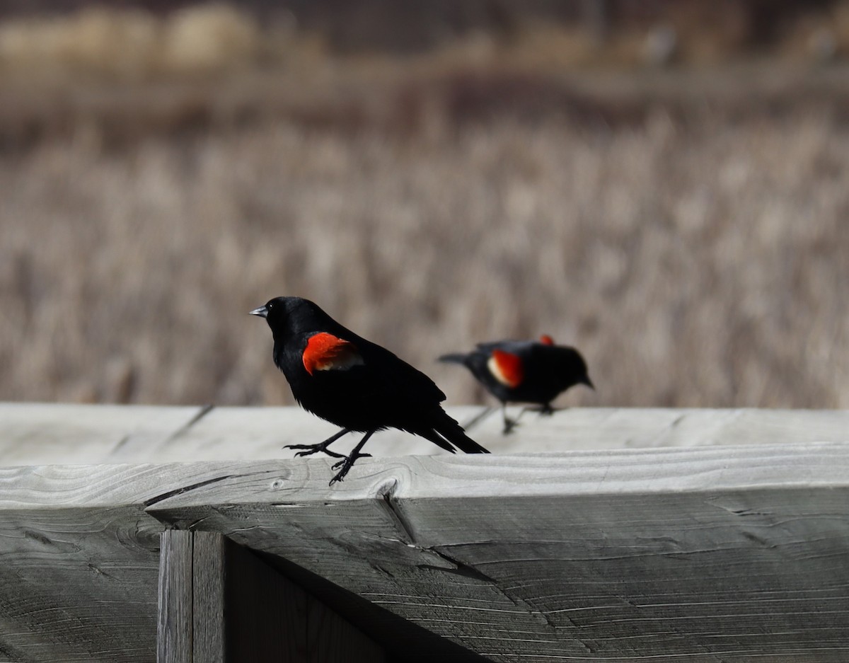 Red-winged Blackbird - Stacey Bissell