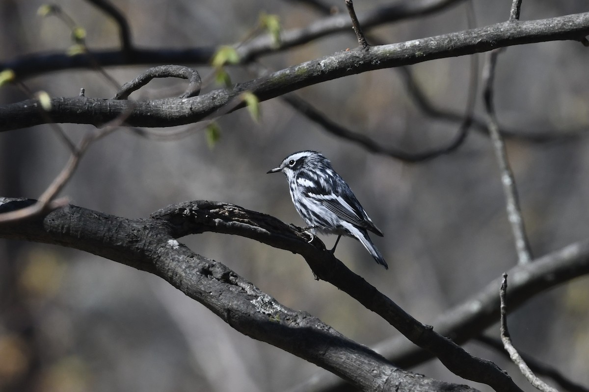 Black-and-white Warbler - ML617852475