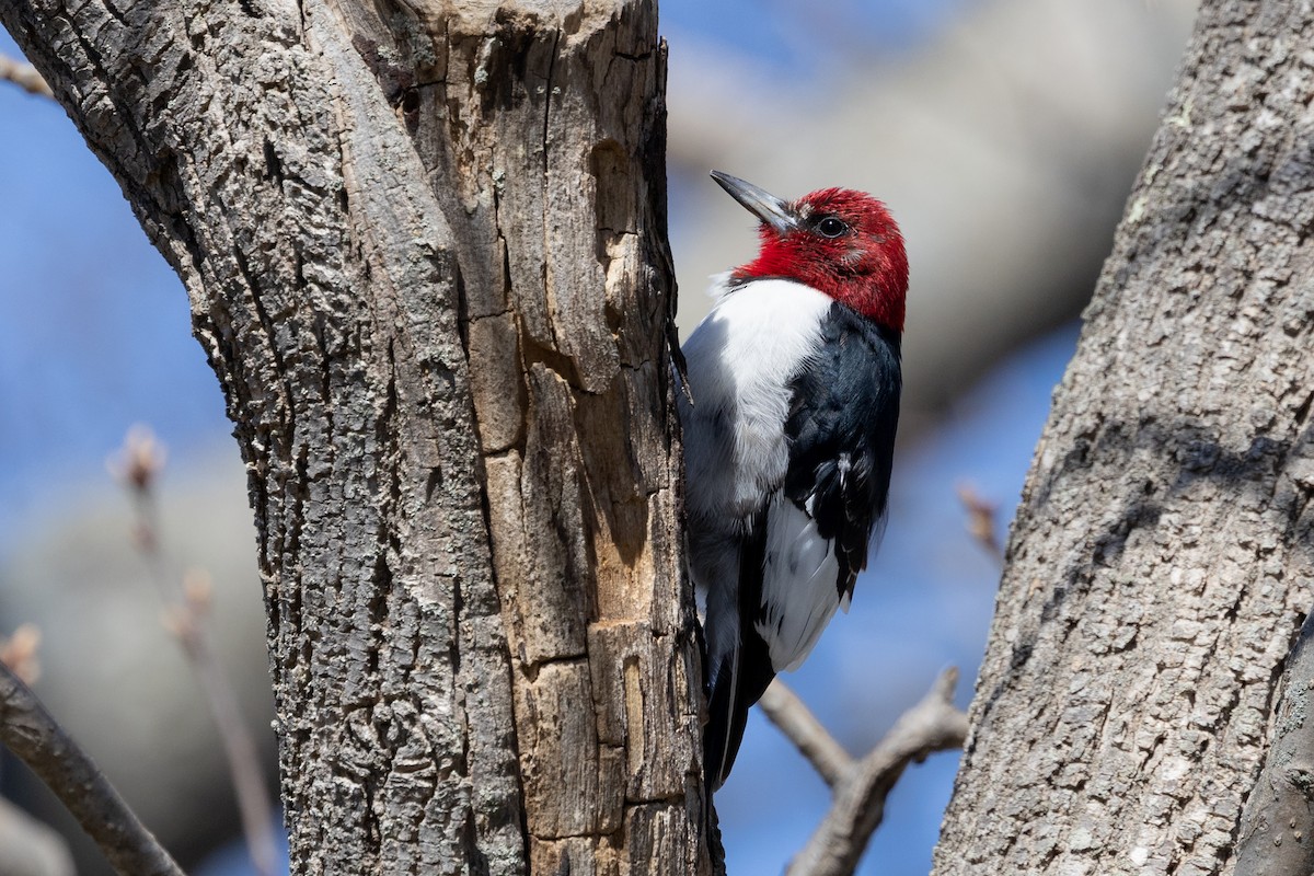 Red-headed Woodpecker - ML617852491