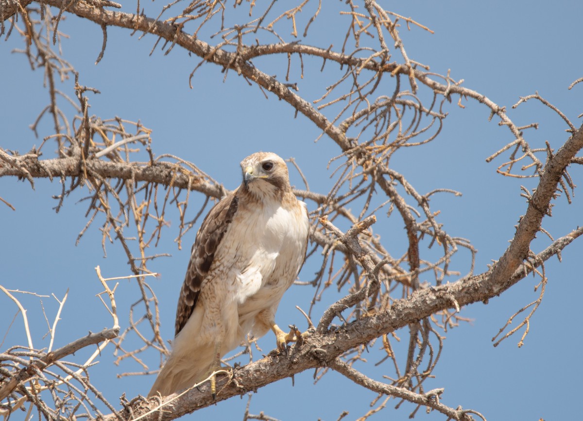 Red-tailed Hawk - ML617852493